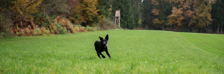 Black dog running in a meadow