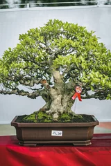 Foto auf Alu-Dibond bonsai tree in a vase © Art Project