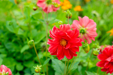 Red dahlia flower in garden. Red flowers.Dahlia pinnata.Beautiful picture of summer garden