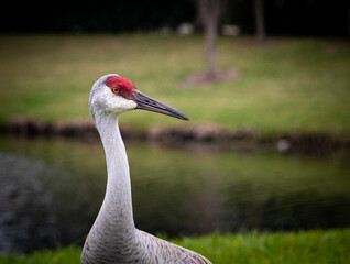 Sand-hill Crane