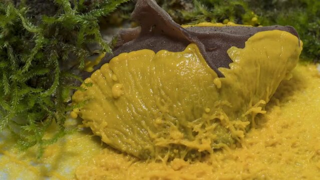 Schleimpliz oder Blob (Physarum polycephalum)