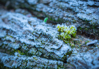 Trunk with moss