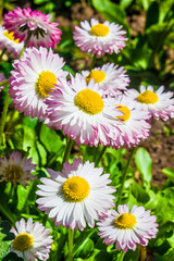 Daisies (bellis perennis). Natural summer background © Екатерина Сулина
