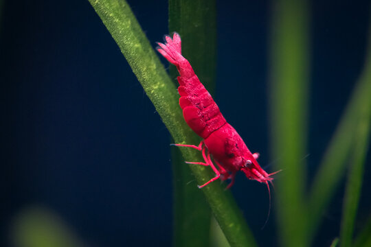 Red cherry gamba de acuario