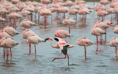 Flamboyance of Lesser Flamingo, Walvis Bay, Namibia
