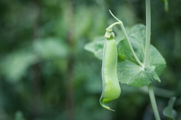 Curved pea pod on green background. Selective focus. Outdoors