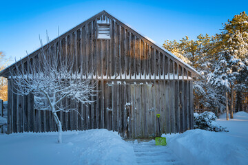 Rustic wooden barn and bare apple tree covered with snow in the farm. Snow cleaning after winter blizzard on Cape Cod.