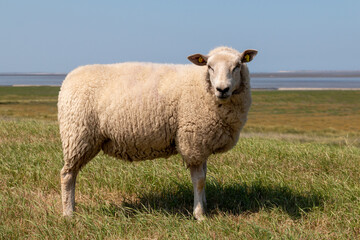 Sheep stands on the side of the dike