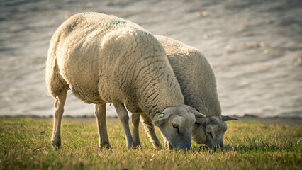 two sheep graze the dike together - Powered by Adobe