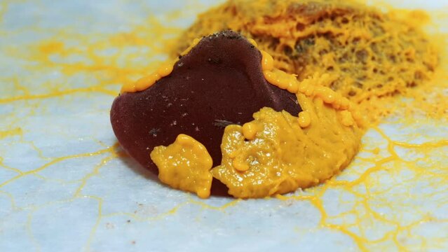 Schleimpliz oder Blob (Physarum polycephalum)