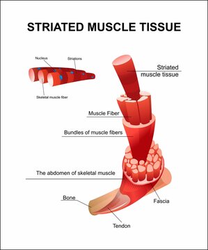 skeletal muscle structure close up