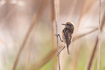 Female of Common stonechat (Saxicola rubicola) perched in a branch and starting to flight