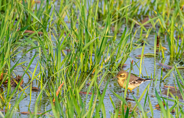 Yellow Wagtail in wet land