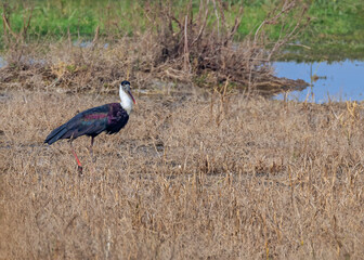 Wool neck Stork near a lake
