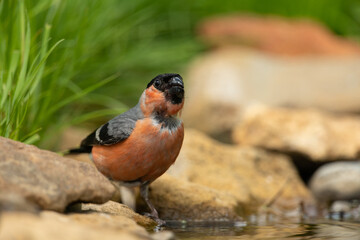 Eurasian bullfinch drinking from a puddle