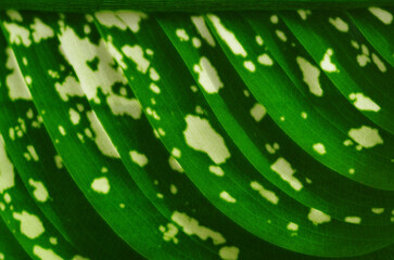 Close-up detail of Dieffenbachia or Dumb Cane leaves. Can be used as abstract green background with copy space.