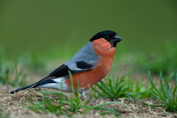 Eurasian bullfinch sitting in a meadow