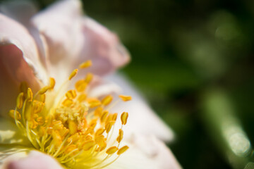 Picture of beautiful pistil of a rose in a sunny daylight.