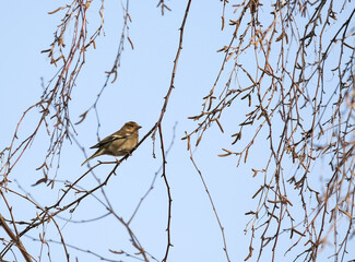 Young chaffinch bird "Fringilla coelebs" climbs willow tree branch, outlined against blue winter sky. Side bird showing wing bars and feathers. Dublin, Ireland