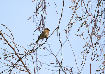 Juvenile chaffinch bird "Fringilla coelebs" perched on thin branch of willow tree, outlined against blue winter sky. Dublin, Ireland