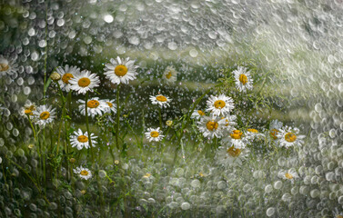 Fototapeta na wymiar rain and daisy flowers - high speed photo