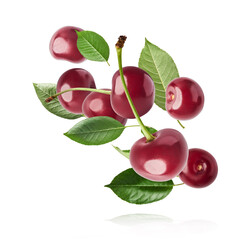 Fresh raw cheery with green leaves falling in the air on white background.