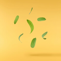Green tamarind leaves falling in the air isolated