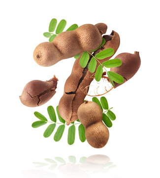Fresh ripe tamarind fruit falling in the air