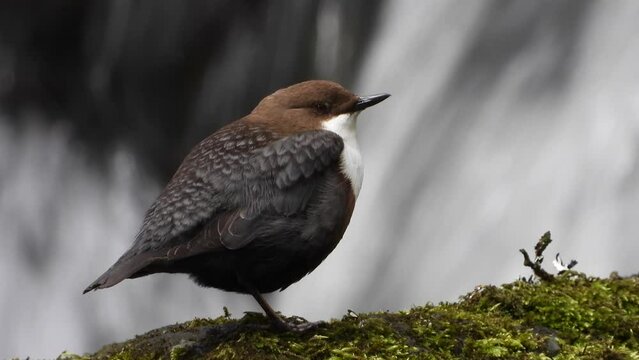 Wasseramsel (Cinclus cinclus)
