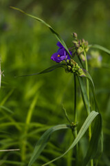 Purple flower in field