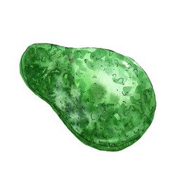 Half an avocado hand drawn in watercolor and isolated on a white background. Sketch style illustration