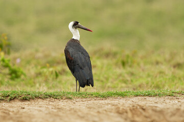 Woolly-necked Stork or White-necked stork Ciconia episcopus, large wading bird in Ciconiidae, in marshes, forests, agricultural areas, and freshwater wetlands in Asia and Africa, black and white bird