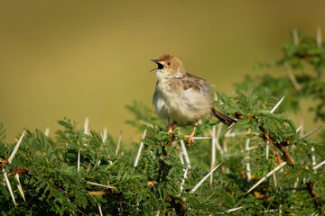 Rattling Cisticola - Cisticola chiniana bird in the family Cisticolidae, native to Africa south of...