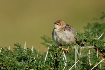 Rattling Cisticola - Cisticola chiniana bird in the family Cisticolidae, native to Africa south of the equator, and East Africa, abundant species in open savanna and scrubland habitats