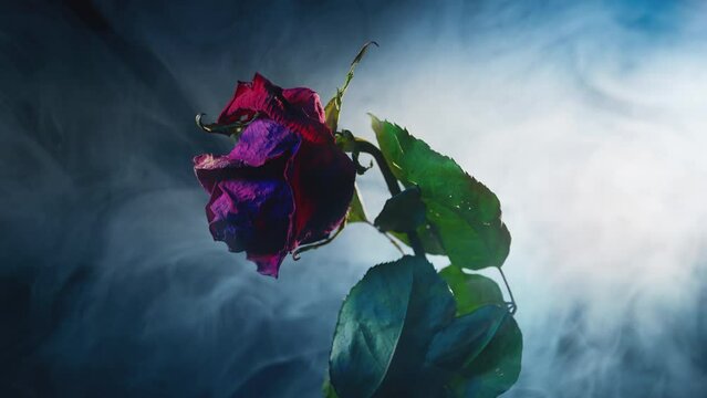 A beautiful red withered old rose with green leaves on a black background with smoke.