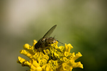 A fly in the marigold bud.
