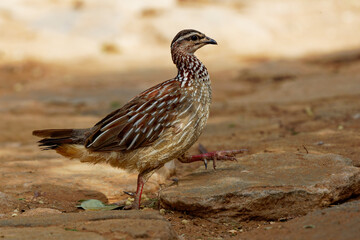 Crested Francolin - Dendroperdix sephaena species of brown bird in the Phasianidae family, found in Angola, Botswana, Democratic Republic of the Congo, Ethiopia, Kenya, Malawi, Mozambique, walking