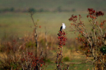 Black-winged Kite or Black-shouldered Kite, Elanus caeruleus, small diurnal bird of prey in family Accipitridae, long-winged grey or white raptor, black shoulder patches, wing tips and eye stripe