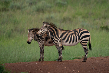 2 striped Zebra standing on the bank of waterhole being placid and relaxed in its natural environment.