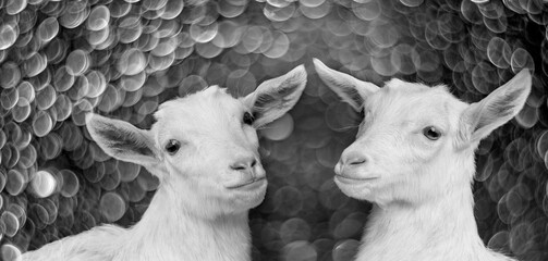 young white goats - portrait on bokeh background