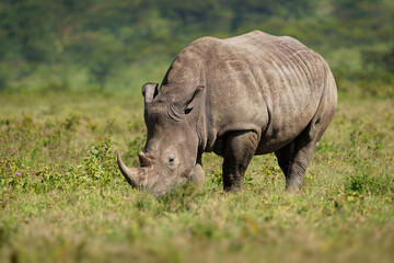 Fototapeta premium Southern White Rhinoceros or square-lipped rhinoceros - Ceratotherium simum simum, in Lake Nakuru National Park in Kenya, horned rhino feeding on grass, heavy body, large head