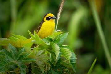 Baglafecht Weaver - Ploceus baglafecht weaver bird from the family Ploceidae which is found in eastern and central Africa, yellow and black song bird on the green bush in Kenya