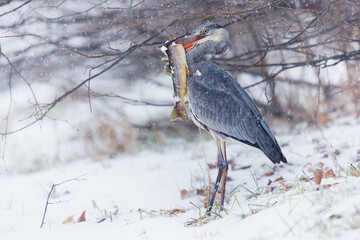 Grey Heron - Ardea cinerea long-legged predatory wading bird of the heron family, Ardeidae during snowy winter cold weather, snowing and raining, bird hunter with the hunted trout (Salmo trutta) - obrazy, fototapety, plakaty