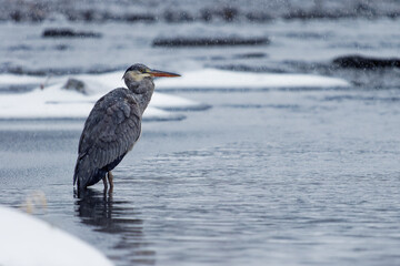 Grey Heron - Ardea cinerea long-legged predatory wading bird of the heron family, Ardeidae during snowy winter cold weather, snowing and raining, bird hunter waits in the river, white winter.