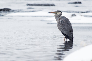 Grey Heron - Ardea cinerea long-legged predatory wading bird of the heron family, Ardeidae during snowy winter cold weather, snowing and raining, bird hunter waits in the river, white winter.