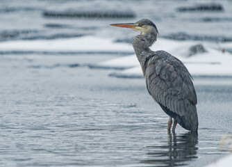 Grey Heron - Ardea cinerea long-legged predatory wading bird of the heron family, Ardeidae during snowy winter cold weather, snowing and raining, bird hunter waits in the river, white winter.