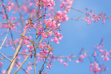 Prunus cerasoides are beautiful pink in nature