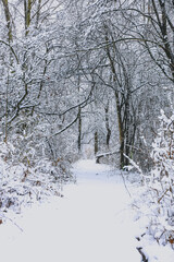 snowy path in woods