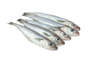 Micromesistius poutassou. Fresh blue whiting on a white background. Fresh fish. Copy space.