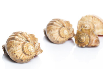 Closeup of seashells on white background